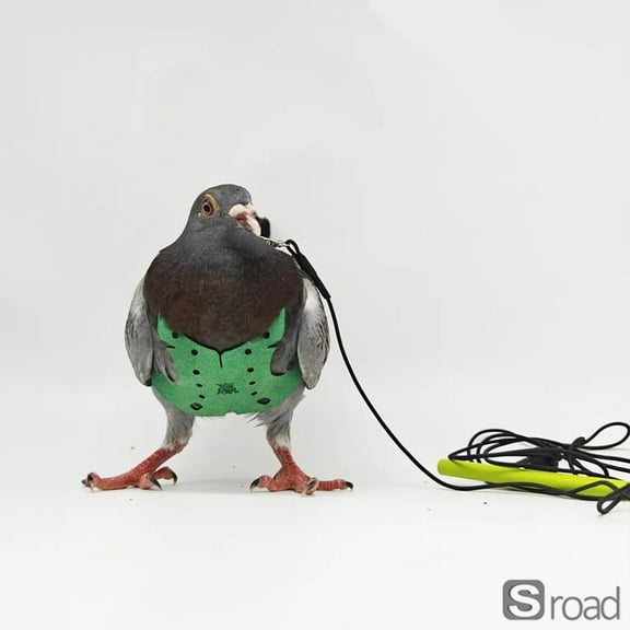 Parrot Dove Flying Leash, Pet Bird Training Belt