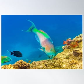 Parrot Fish Poster Wall Art, Modern Wall Decor For Living Room Bedroom, 8x12 UNFRAMED