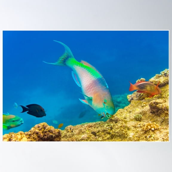 Parrot Fish Poster Wall Art, Modern Wall Decor For Living Room Bedroom, 8x12 UNFRAMED