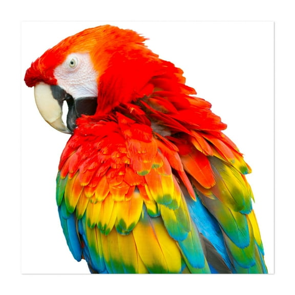 Parrot - New Jersey Photography Bird Wildlife Tropical Animal Nature Unframed Wall Art Print 6 x 6 inches