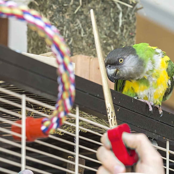 Parrot Training Clicker with Target Stick, Bird Clicker Training Kit, Training Stick for Discipline and Behavior Training