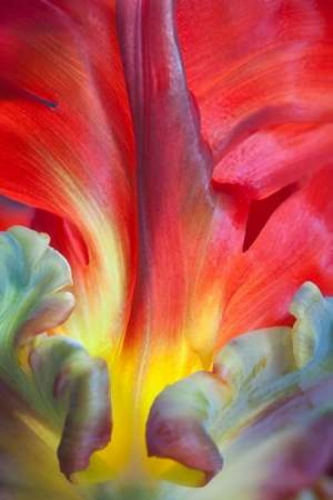 Parrot Tulip II Canvas Art - Kathy Mahan (24 x 36)