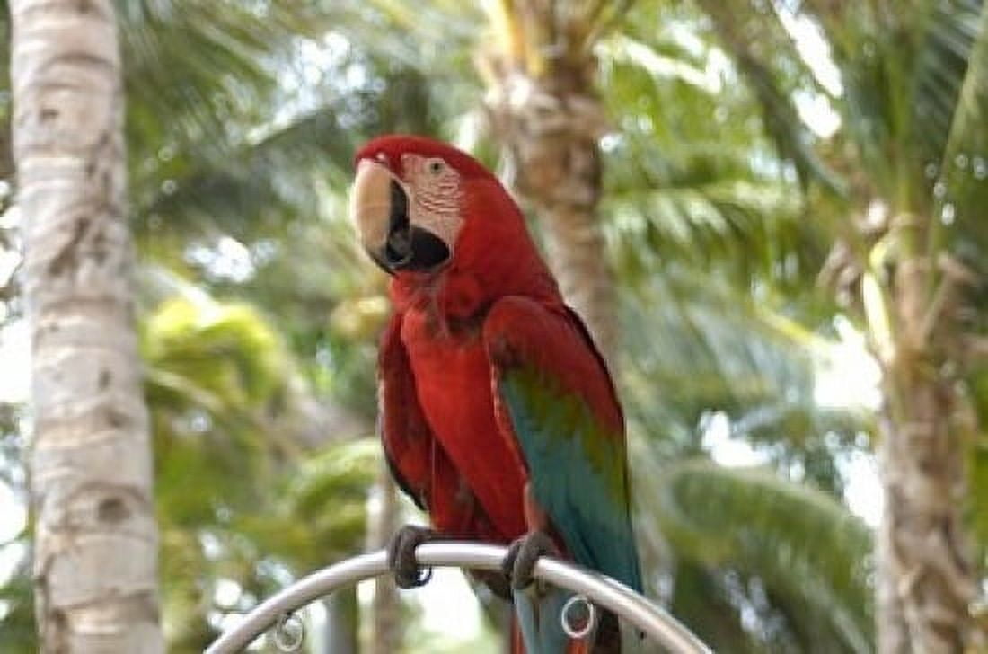 Parrot at Radisson Resort Palm Beach Aruba Caribbean Canvas Art - Lisa S Engelbrecht DanitaDelimont (36 x 24)