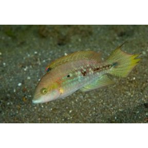 Parrot fish Canvas Art - Jaynes Gallery DanitaDelimont (36 x 24)