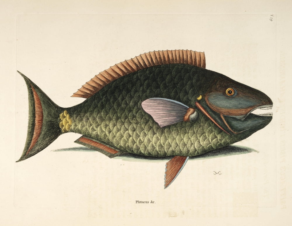 Parrot-fish Canvas Art - Mark Catesby (24 x 36)