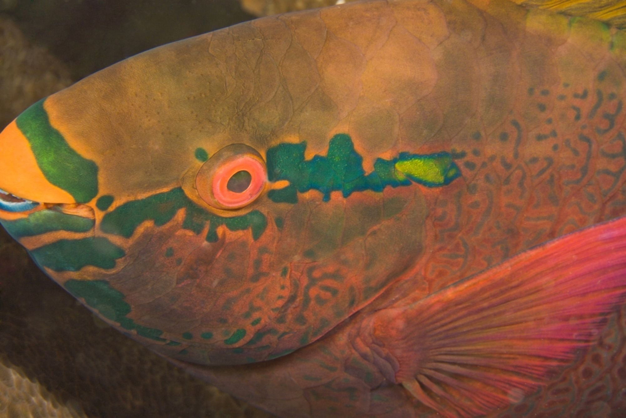Parrotfish (Scaridae) Canvas Art - Stuart Westmorland Design Pics (36 x 24)