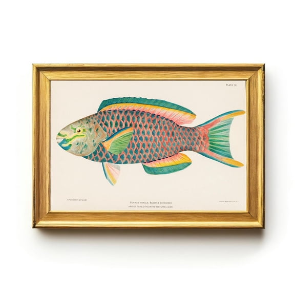Parrotfish Vintage Lithograph: Scarus vetula Marine Biology Wall Art, Stretched Canvas Size 8x12