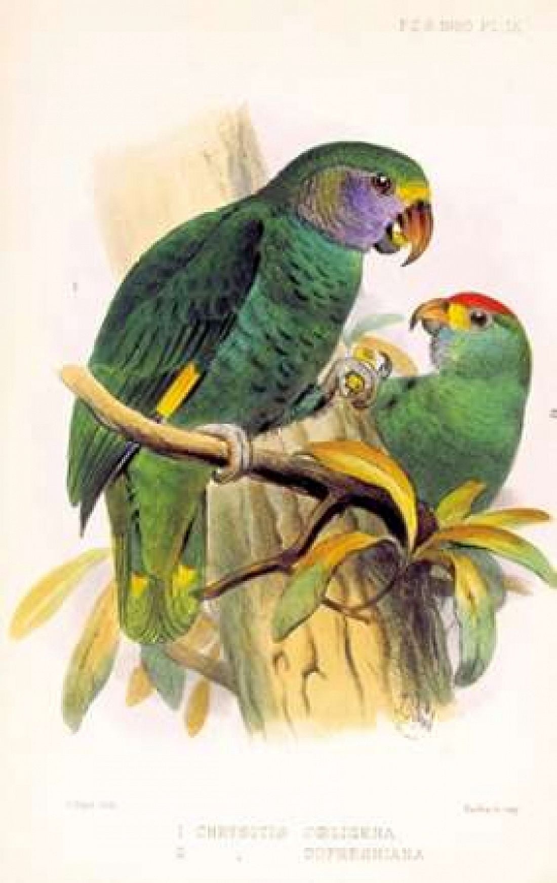 Parrots Chrysotis Canvas Art - Joseph Smit (12 x 18)