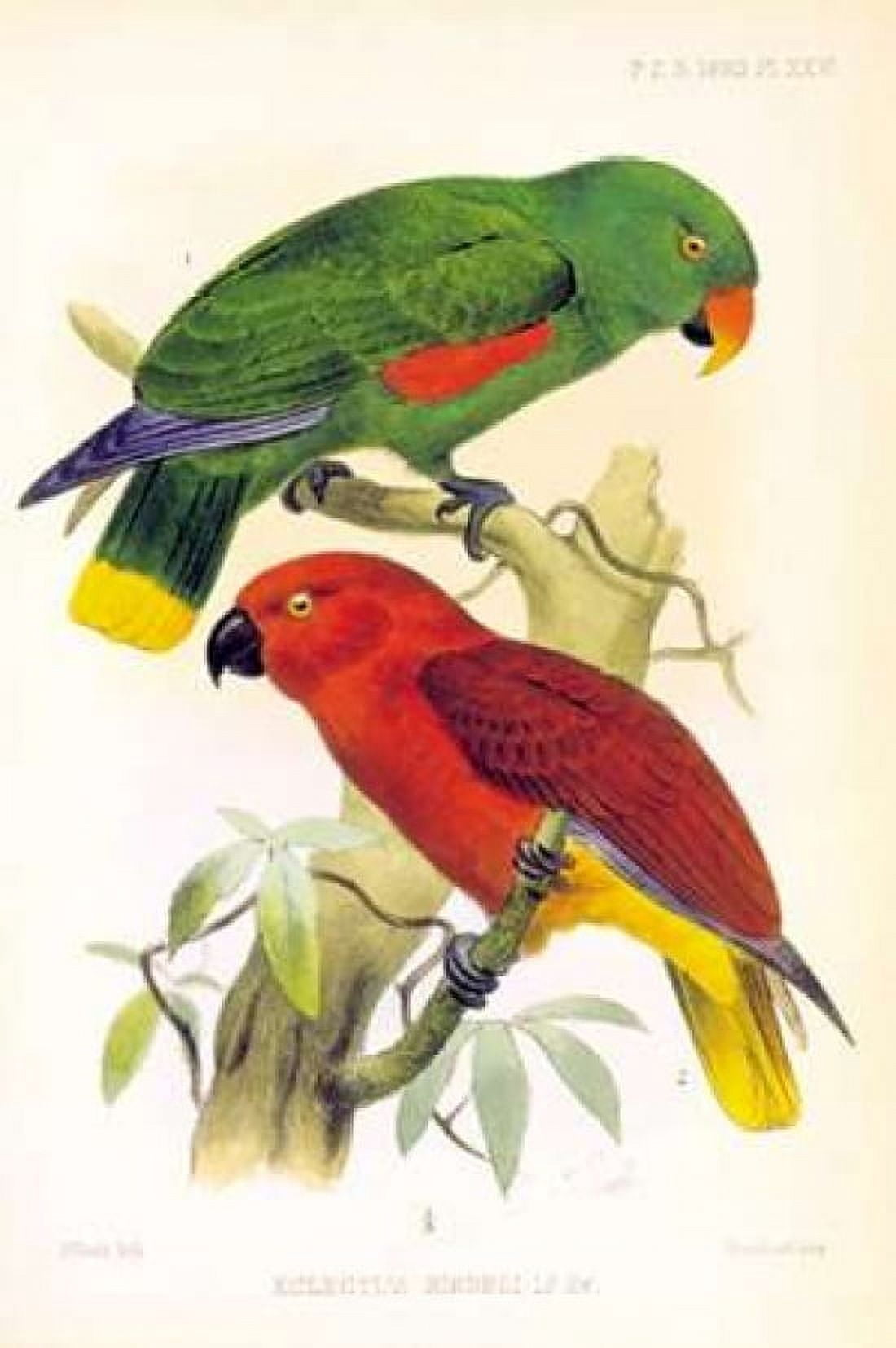Parrots Eclectus Riedelli Canvas Art - Joseph Smit (24 x 36)