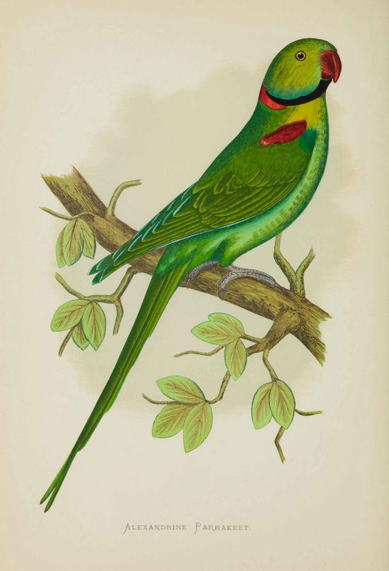 Parrots in Captivity 1884 Alexandrine Parakeet Canvas Art - AF Lydon (24 x 36)