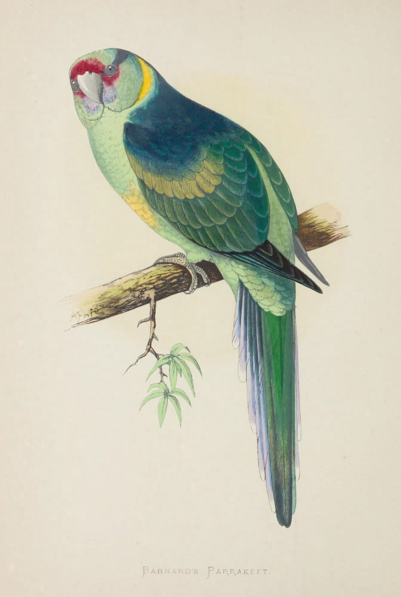 Parrots in Captivity 1884 Barnards Parakeet Canvas Art - AF Lydon (24 x 36)
