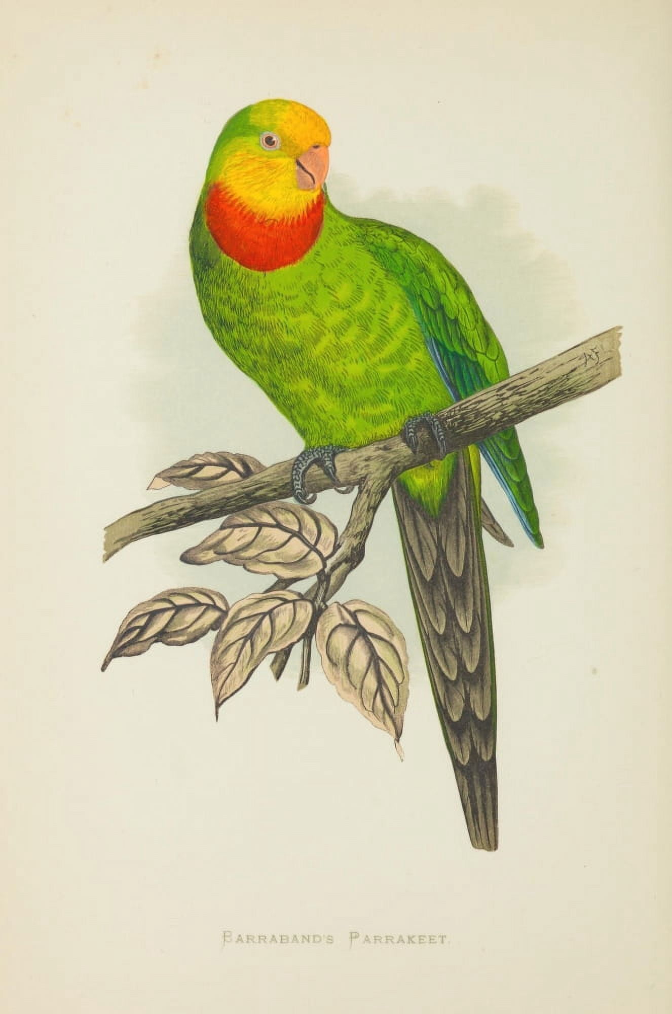 Parrots in Captivity 1884 Barrabands Parakeet Canvas Art - AF Lydon (18 x 24)