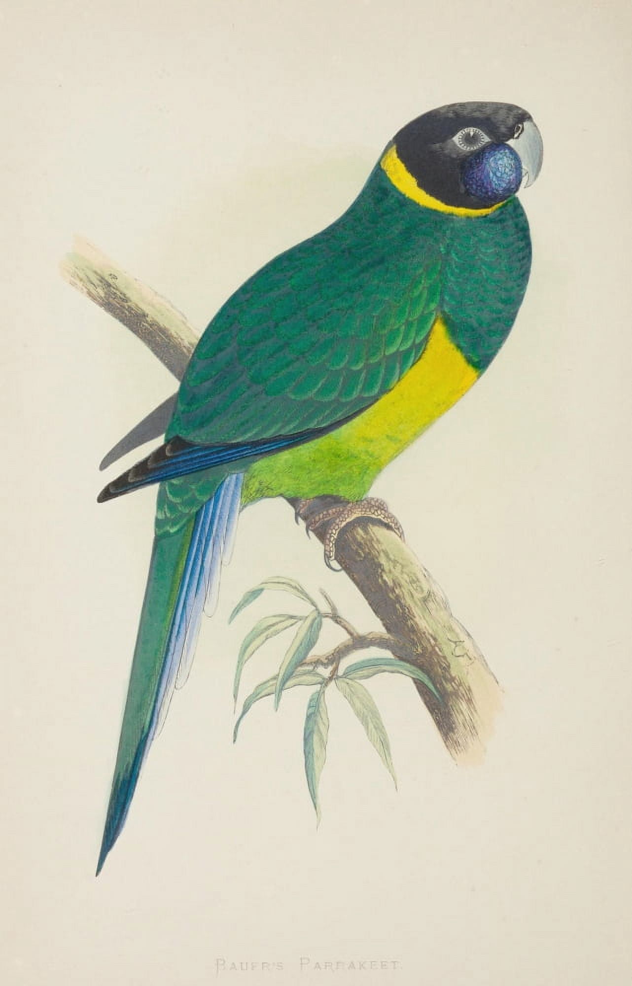 Parrots in Captivity 1884 Bauers Parakeet Canvas Art - AF Lydon (18 x 24)