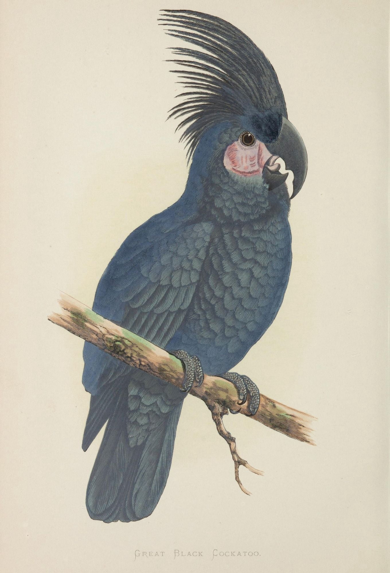 Parrots in Captivity 1884 Black Cockatoo Canvas Art - AF Lydon (18 x 24)