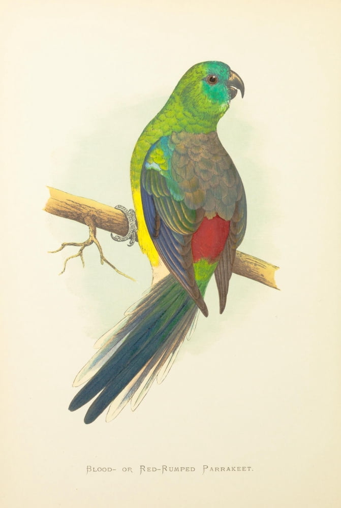 Parrots in Captivity 1884 Blood Parakeet Canvas Art - AF Lydon (18 x 24)
