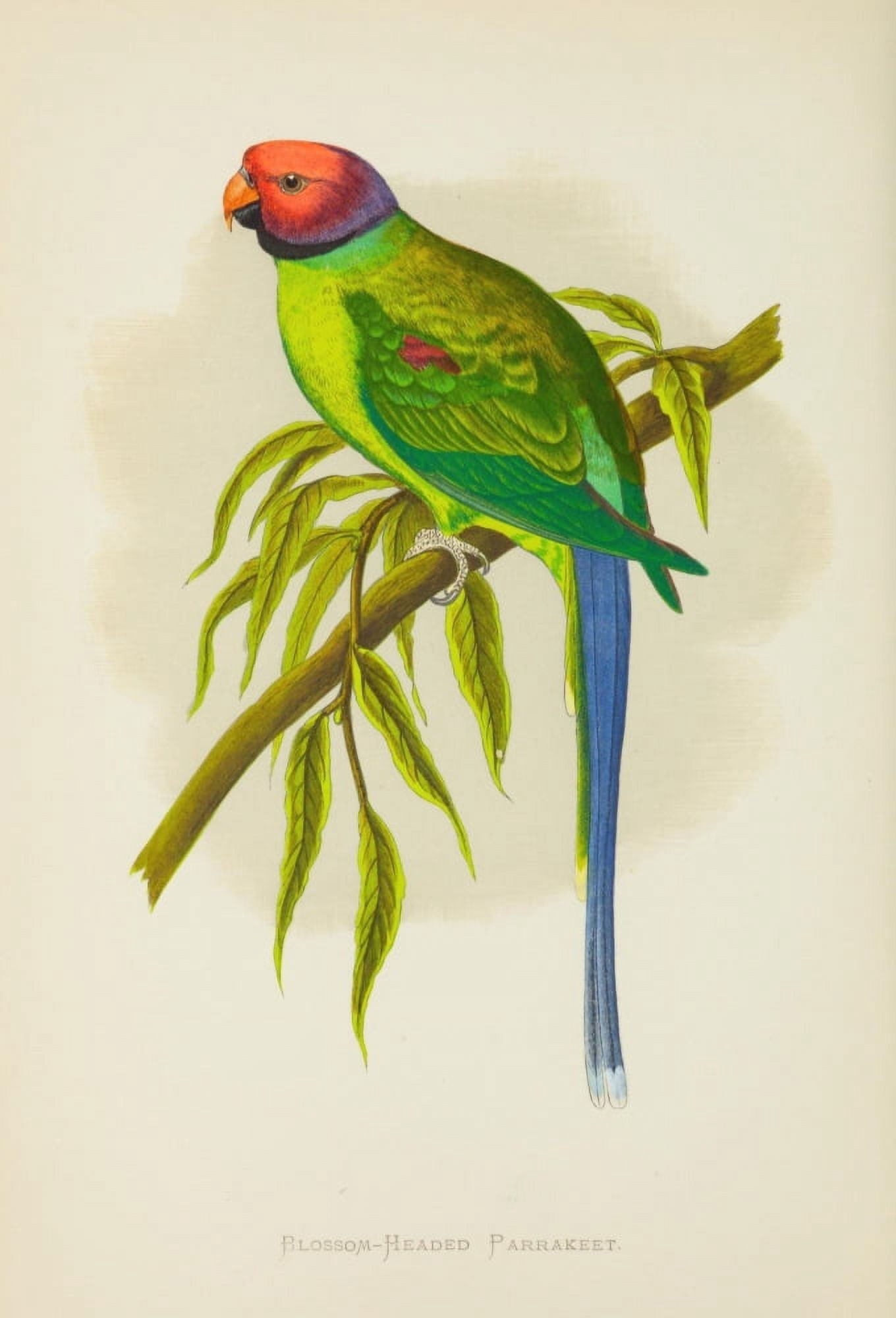 Parrots in Captivity 1884 Blossom-headed Parakeet Canvas Art - AF Lydon (18 x 24)