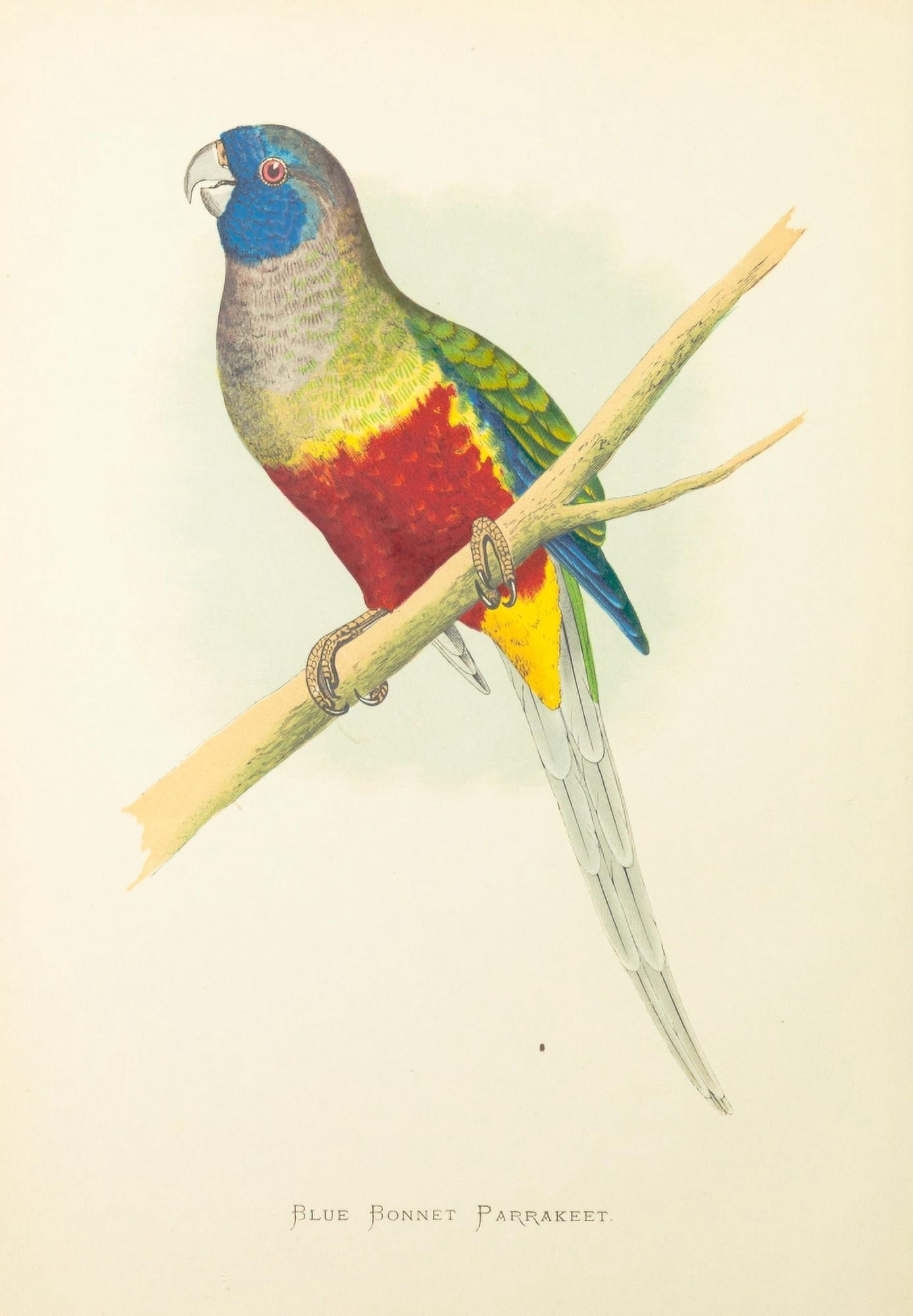 Parrots in Captivity 1884 Blue Bonnet Parakeet Canvas Art - AF Lydon (18 x 24)