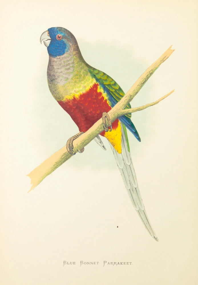 Parrots in Captivity 1884 Blue Bonnet Parakeet Canvas Art - AF Lydon (24 x 36)