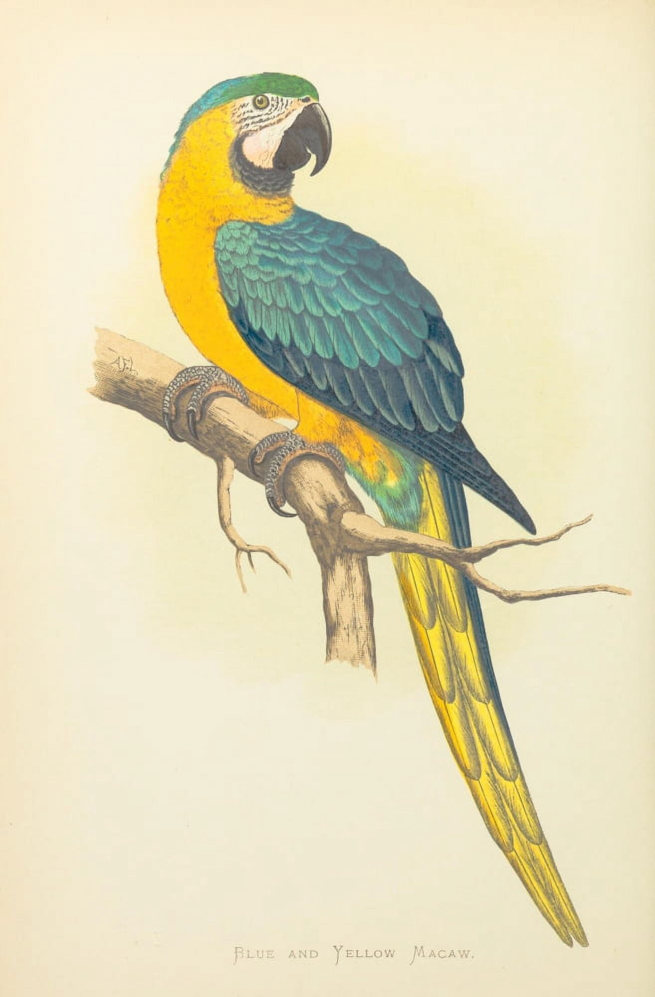 Parrots in Captivity 1884 Blue & Yellow Macaw Canvas Art - AF Lydon (18 x 24)