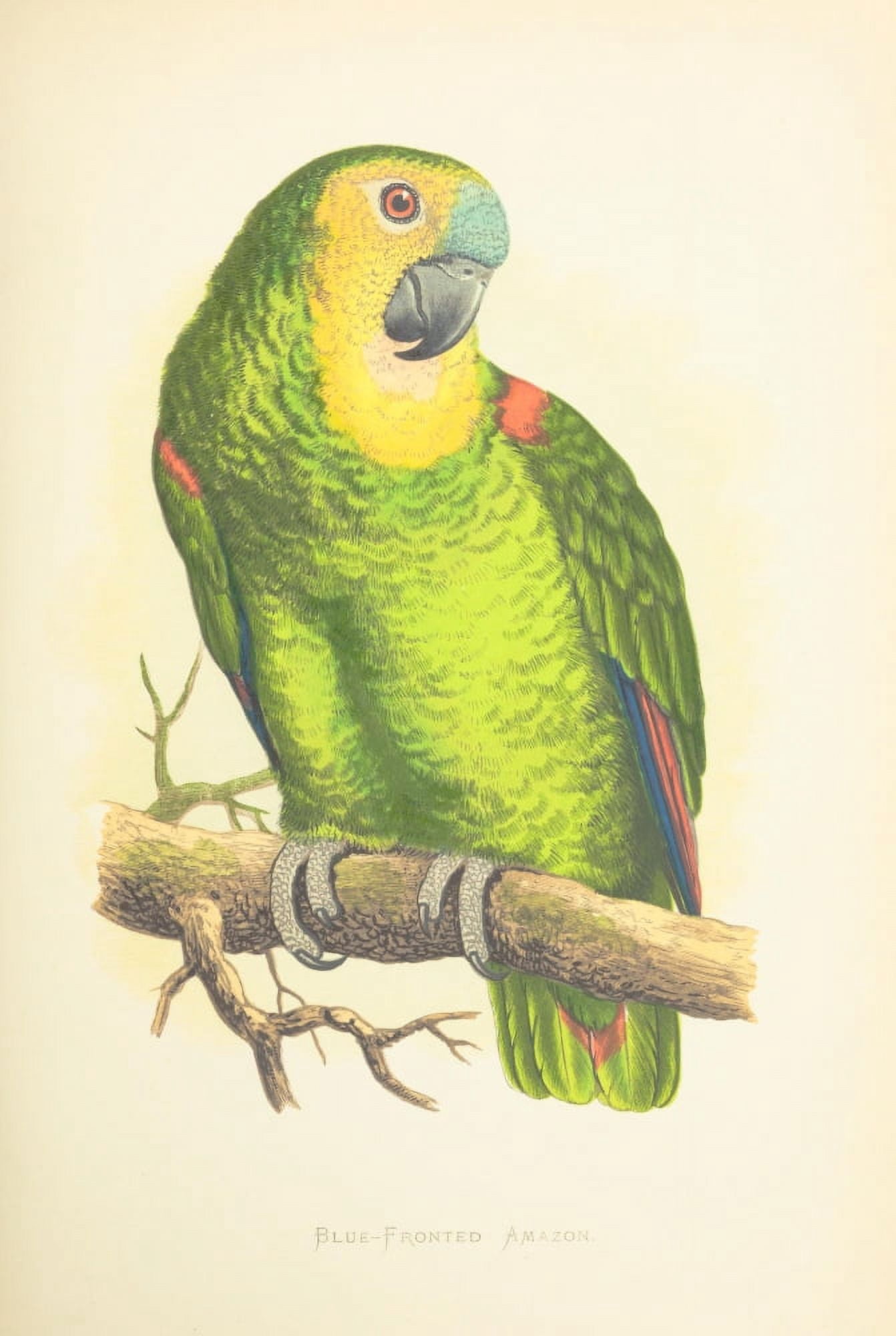 Parrots in Captivity 1884 Blue-fronted Amazon Canvas Art - AF Lydon (24 x 36)
