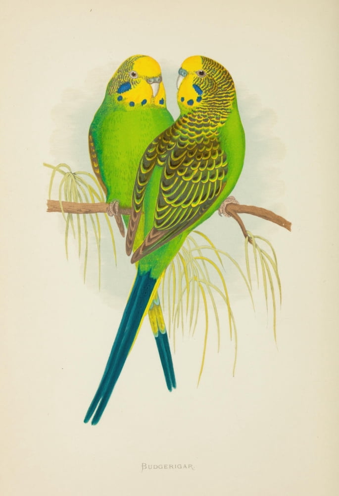 Parrots in Captivity 1884 Budgerigar Canvas Art - AF Lydon (18 x 24)