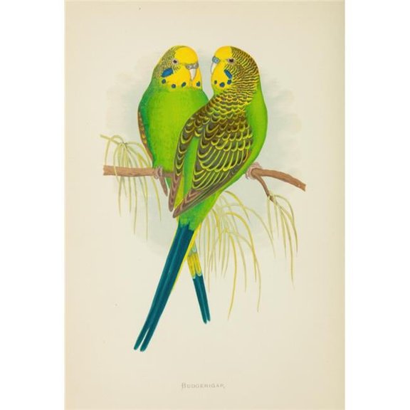 Parrots in Captivity 1884 Budgerigar Poster Print by A.F. Lydon - 18 x 24