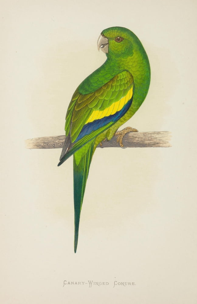 Parrots in Captivity 1884 Canary-winged Conure Canvas Art - AF Lydon (18 x 24)