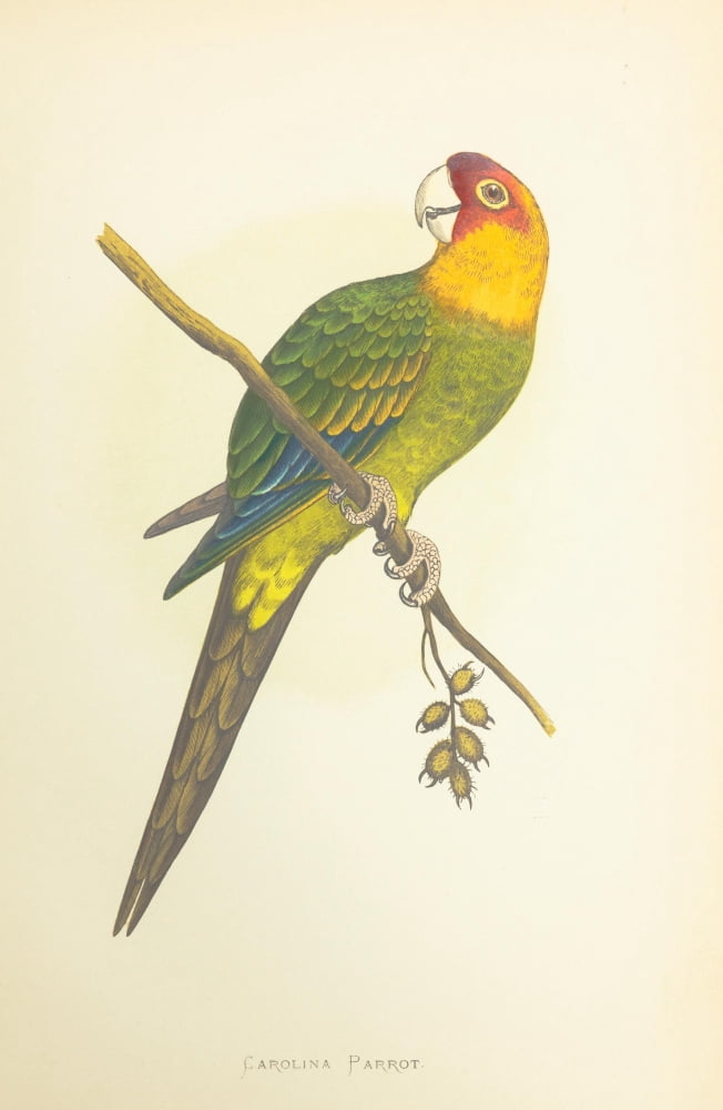 Parrots in Captivity 1884 Carolina Parrot Canvas Art - AF Lydon (18 x 24)
