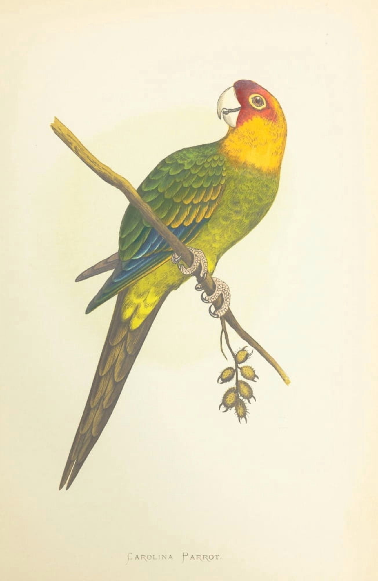Parrots in Captivity 1884 Carolina Parrot Canvas Art - AF Lydon (24 x 36)