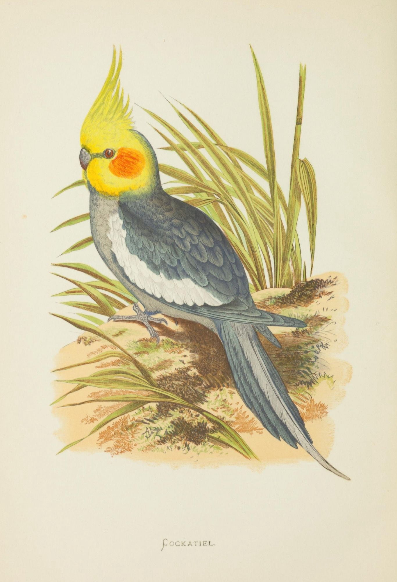 Parrots in Captivity 1884 Cockatiel Canvas Art - AF Lydon (18 x 24)