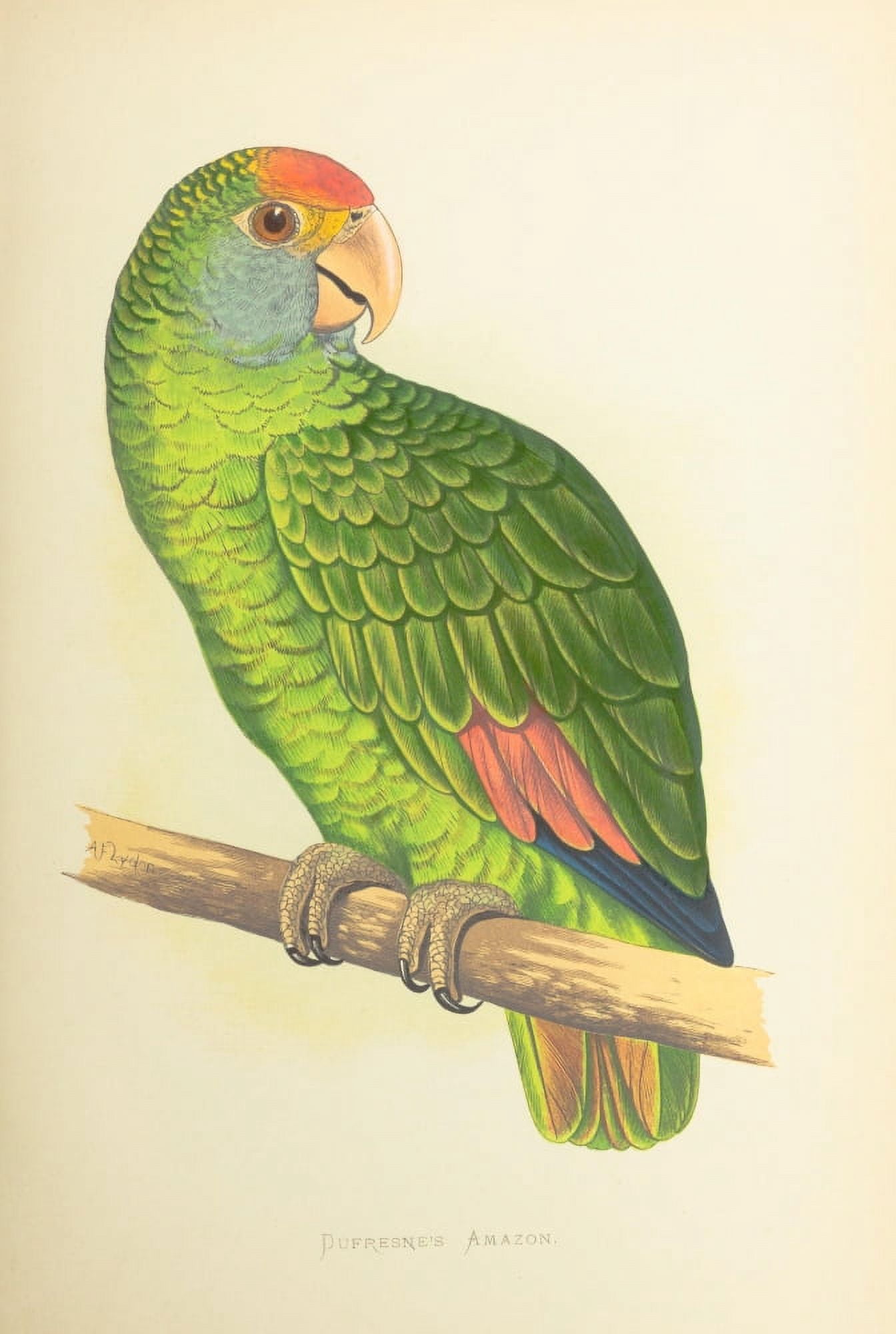 Parrots in Captivity 1884 Dufresnes Amazon Canvas Art - AF Lydon (24 x 36)