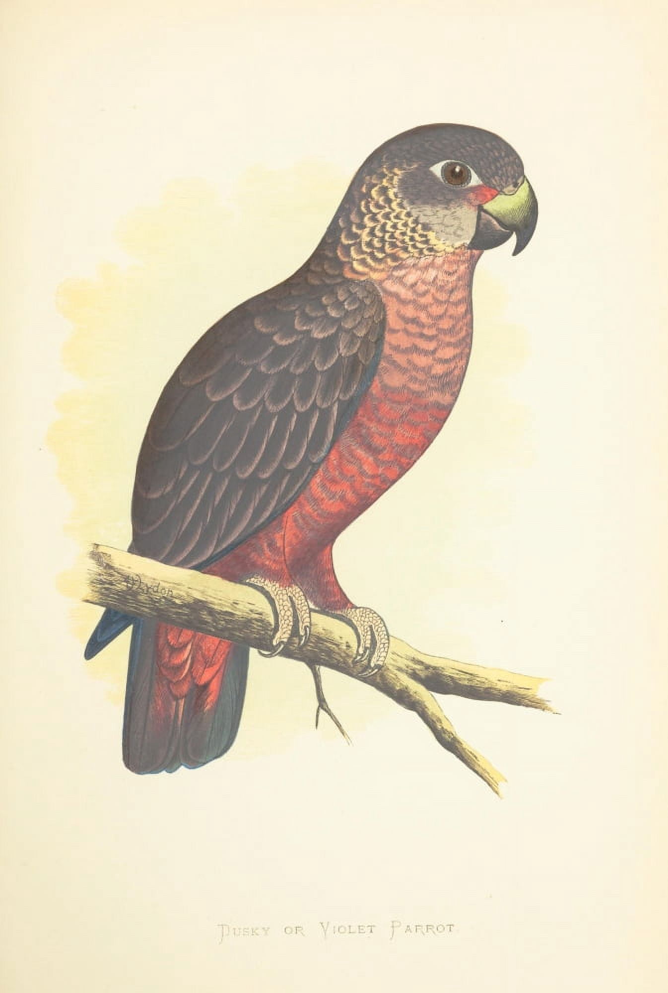 Parrots in Captivity 1884 Dusky or Violet Parrot Canvas Art - AF Lydon (18 x 24)