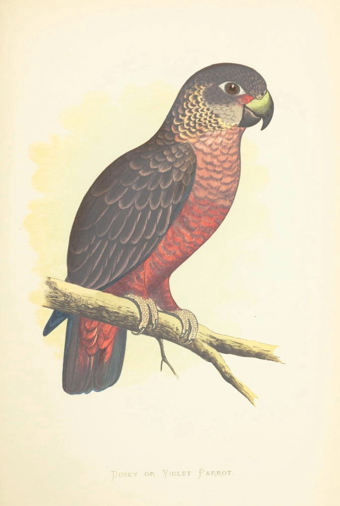 Parrots in Captivity 1884 Dusky or Violet Parrot Canvas Art - AF Lydon (24 x 36)