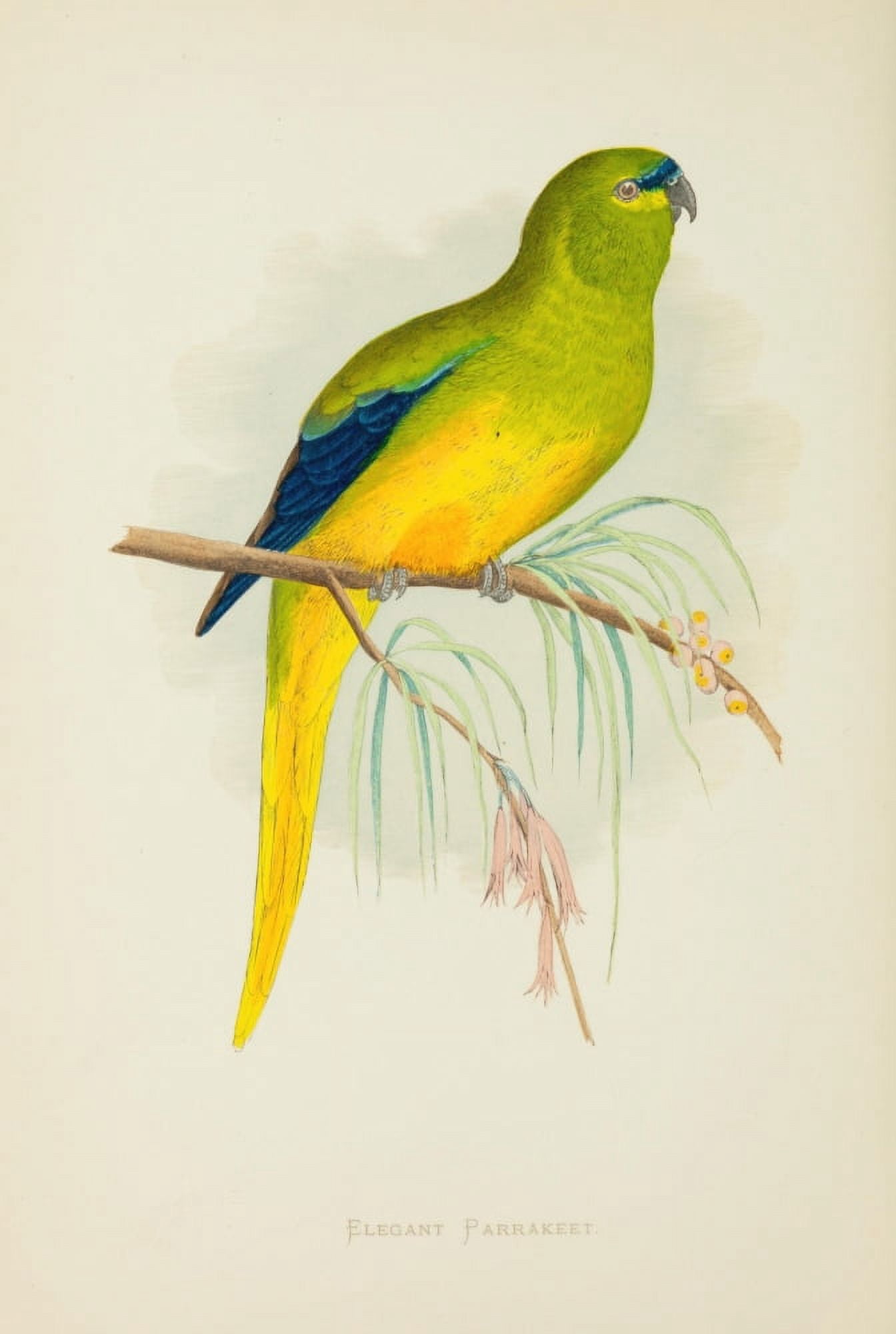 Parrots in Captivity 1884 Elegant Parakeet Canvas Art - AF Lydon (24 x 36)