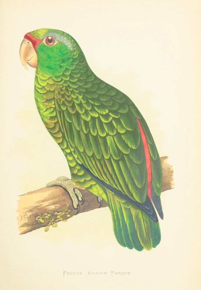 Parrots in Captivity 1884 Festive Amazon Parrot Canvas Art - AF Lydon (18 x 24)