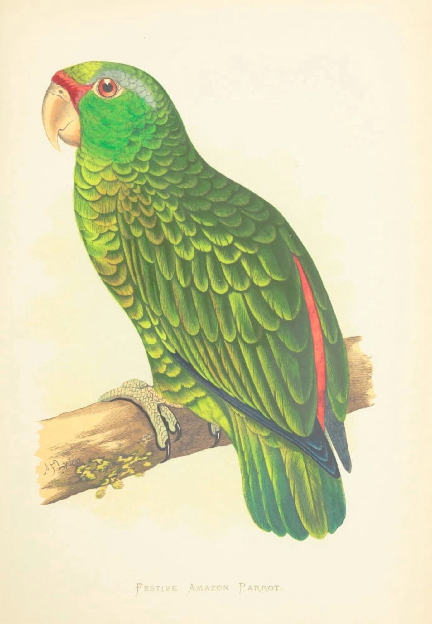 Parrots in Captivity 1884 Festive Amazon Parrot Canvas Art - AF Lydon (24 x 36)