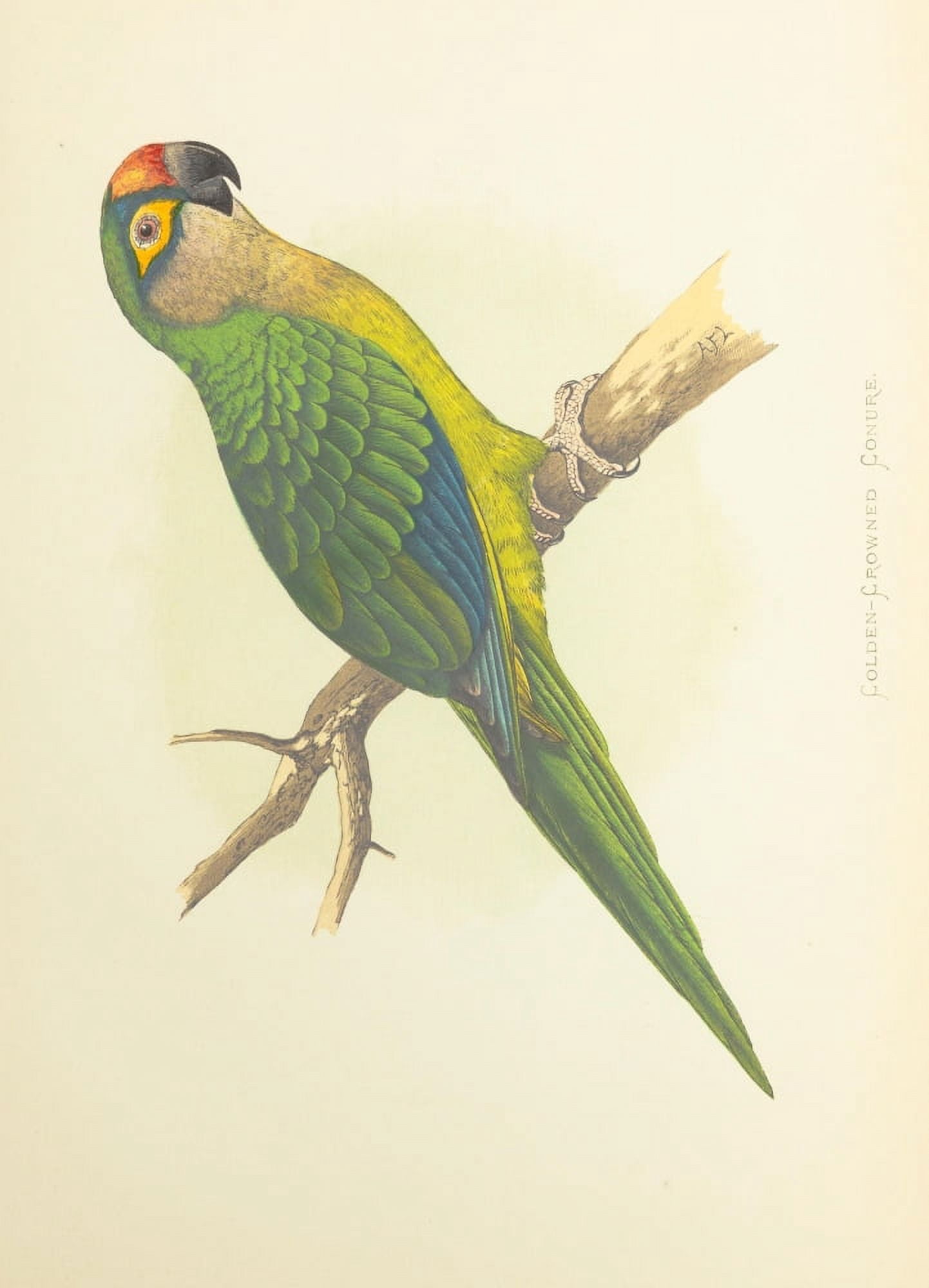 Parrots in Captivity 1884 Golden-Crowned Conure Canvas Art - AF Lydon (18 x 24)