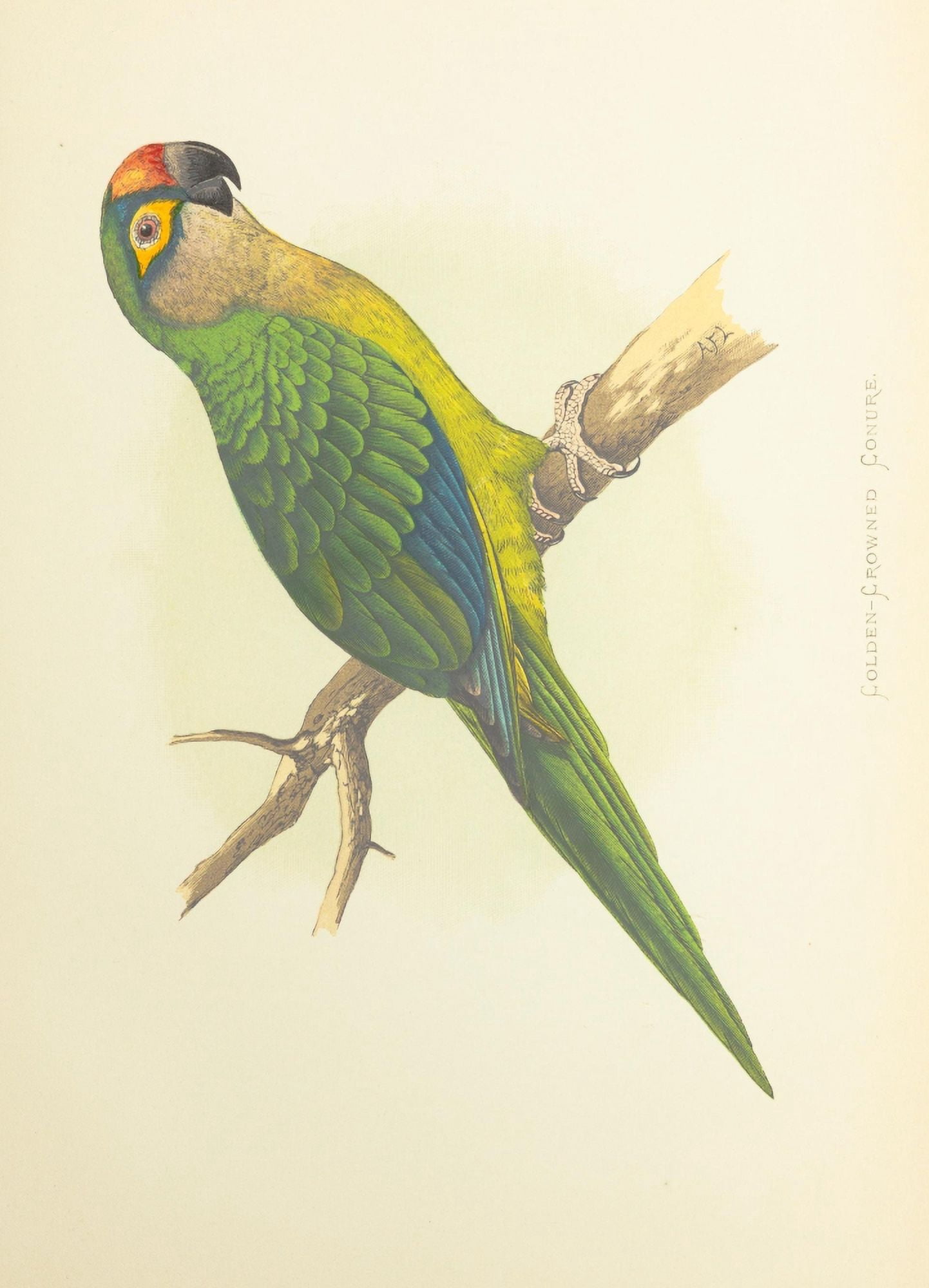 Parrots in Captivity 1884 Golden-Crowned Conure Canvas Art - AF Lydon (24 x 36)