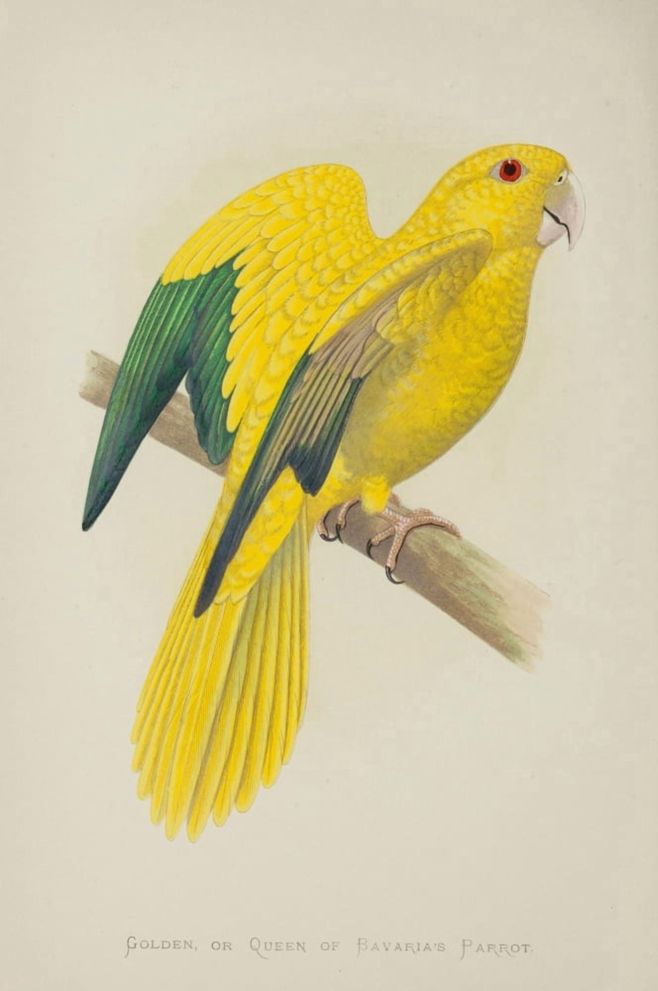 Parrots in Captivity 1884 Golden Parrot Canvas Art - AF Lydon (18 x 24)