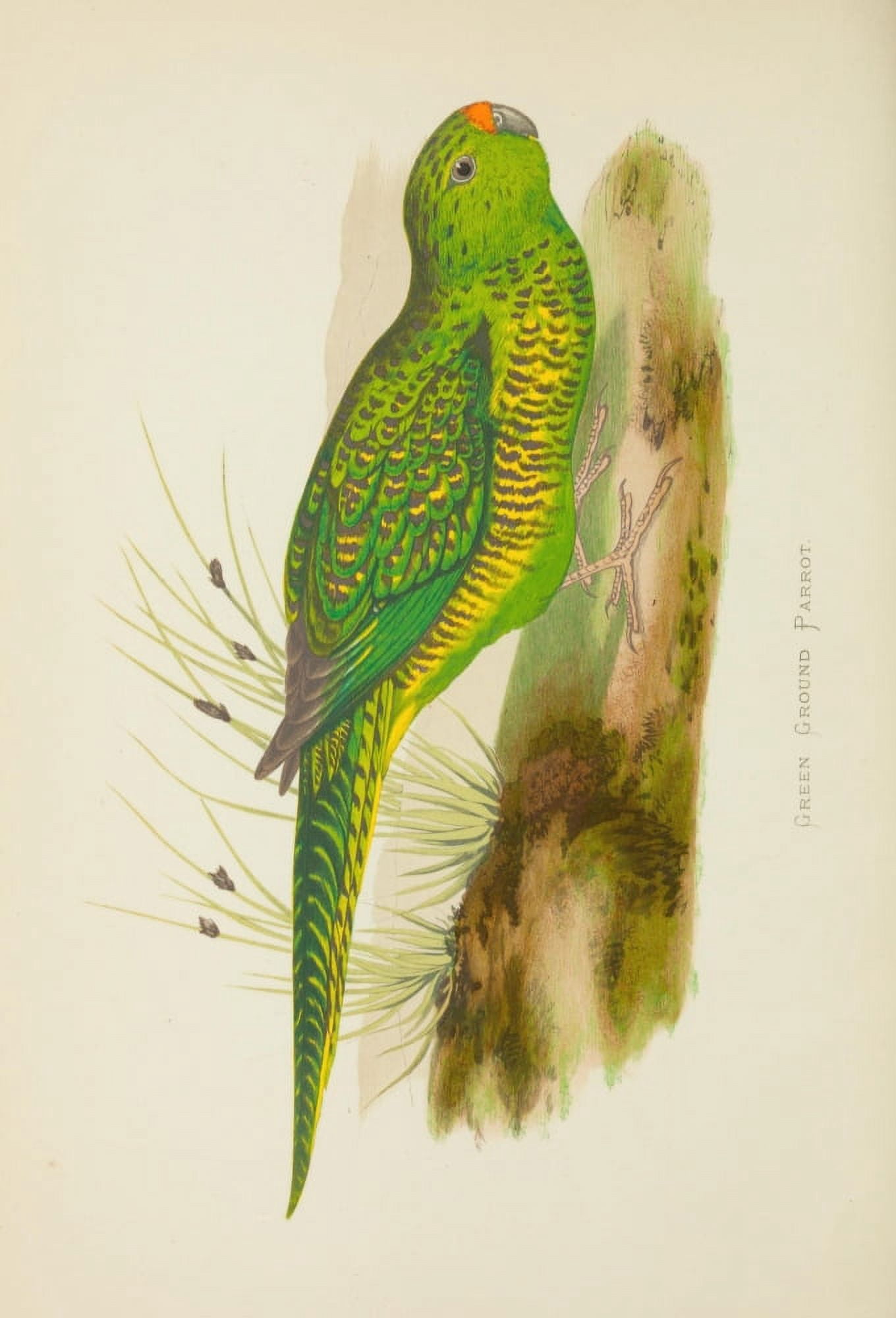 Parrots in Captivity 1884 Green Ground Parrot Canvas Art - AF Lydon (18 x 24)