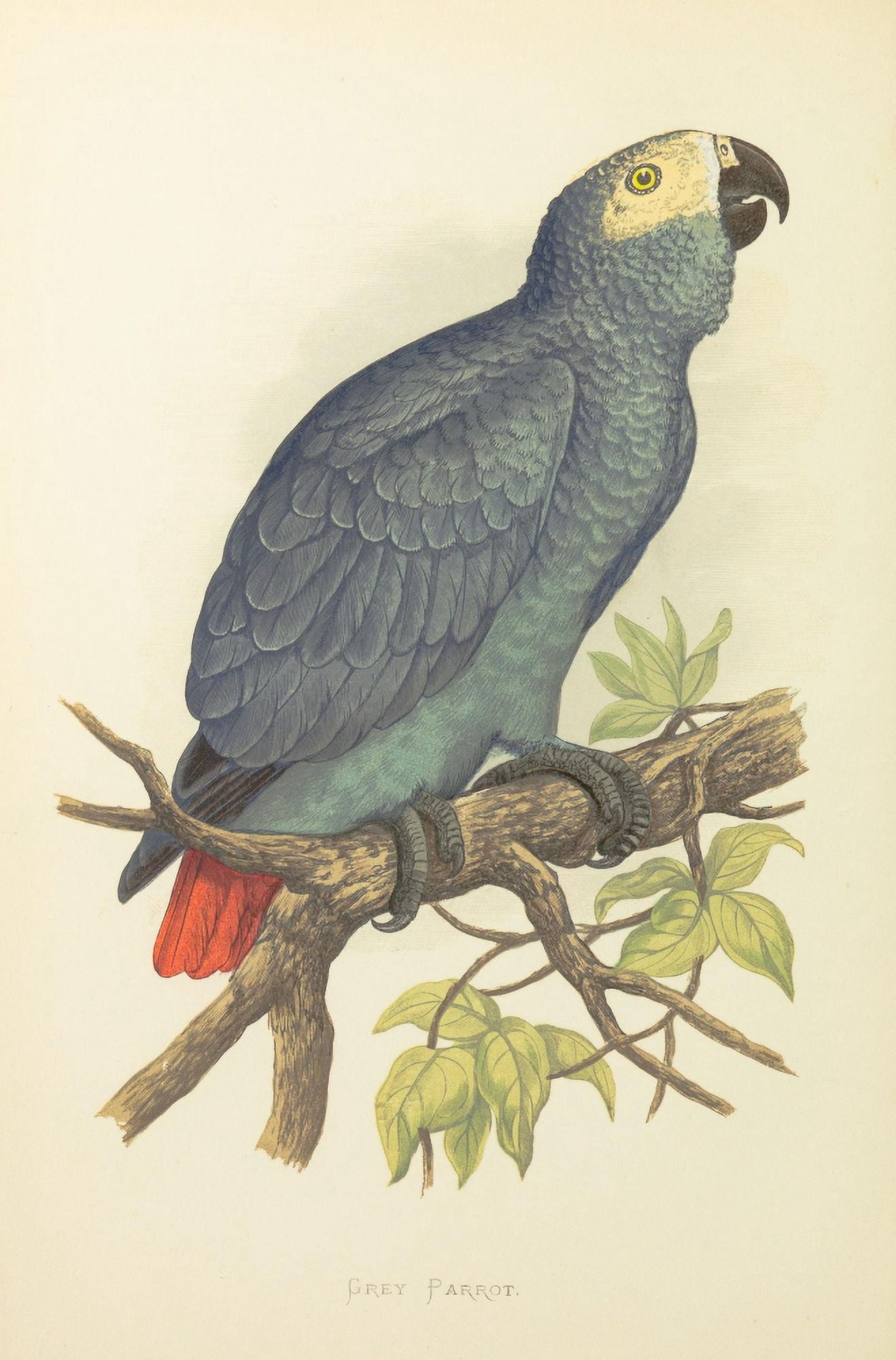 Parrots in Captivity 1884 Grey Parrot Canvas Art - AF Lydon (18 x 24)