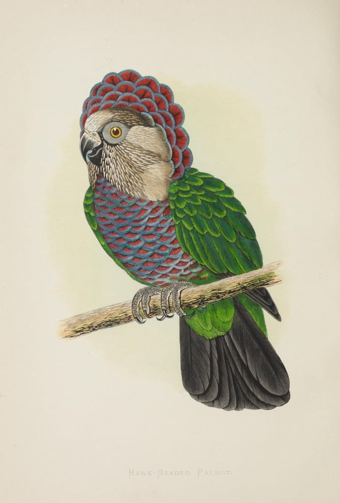 Parrots in Captivity 1884 Hawk-headed Parrot Canvas Art - AF Lydon (18 x 24)
