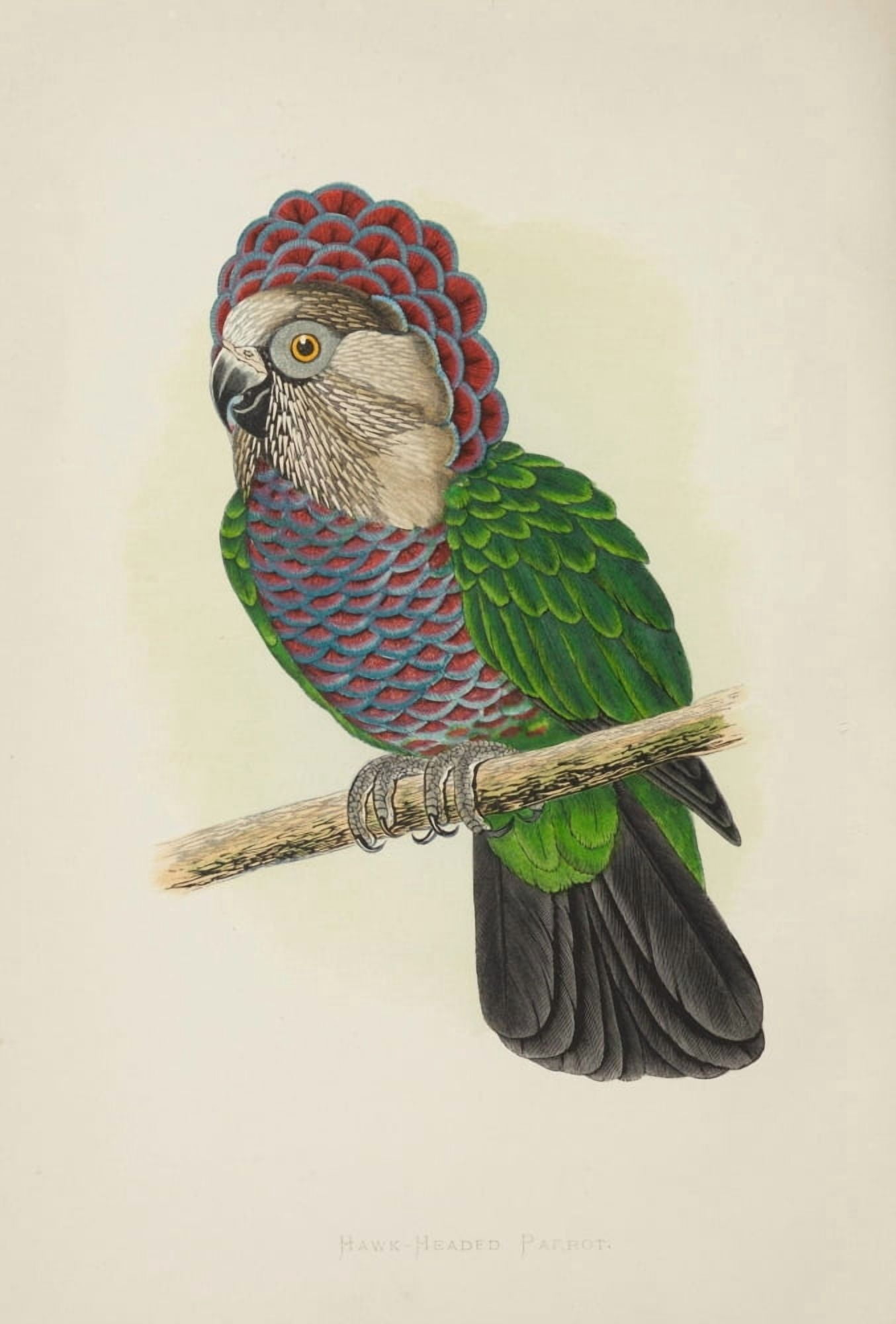 Parrots in Captivity 1884 Hawk-headed Parrot Canvas Art - AF Lydon (24 x 36)