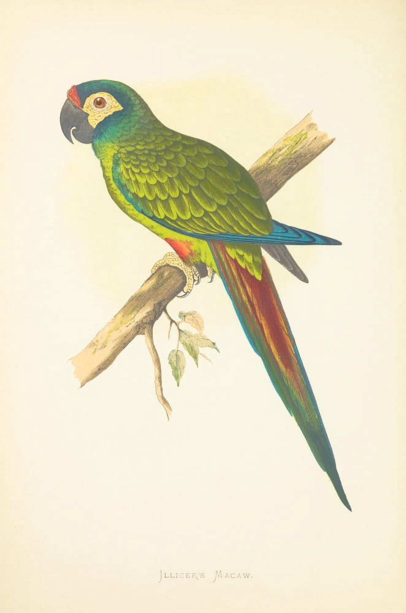 Parrots in Captivity 1884 Illigers Macaw Canvas Art - AF Lydon (18 x 24)