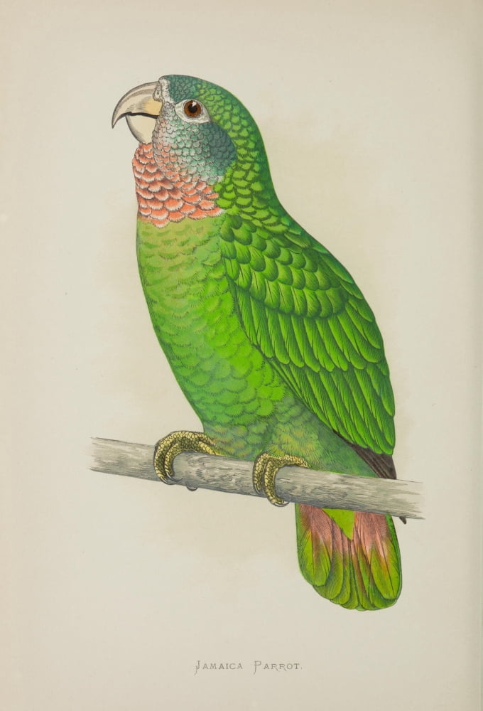 Parrots in Captivity 1884 Jamaica Parrot Canvas Art - AF Lydon (18 x 24)