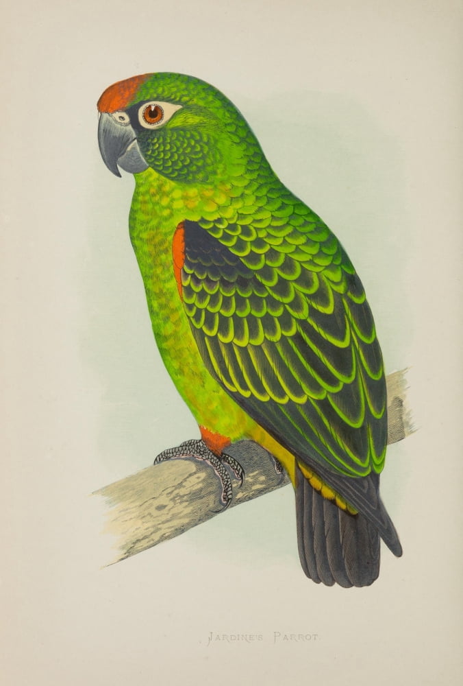 Parrots in Captivity 1884 Jardines Parrot Canvas Art - AF Lydon (18 x 24)