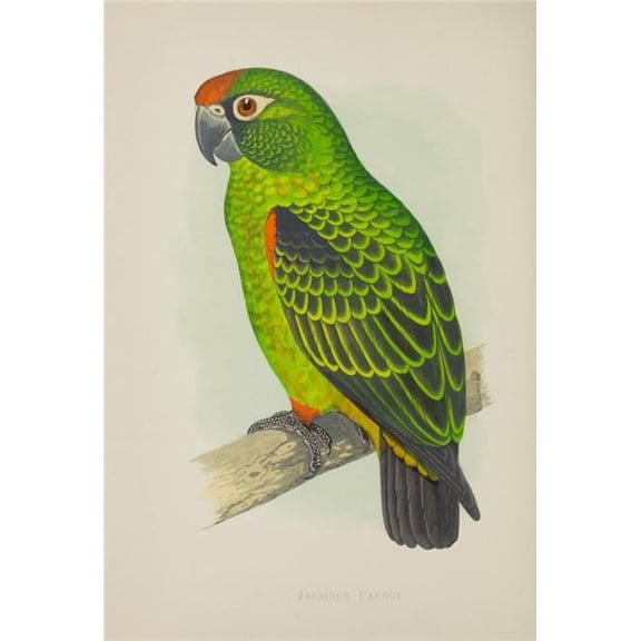 Parrots in Captivity 1884 Jardines Parrot Poster Print by A.F. Lydon - 18 x 24
