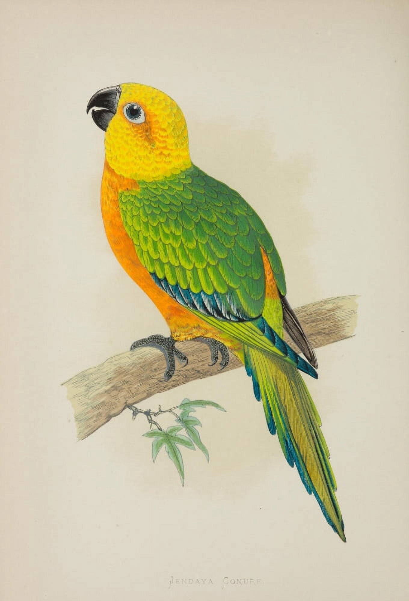 Parrots in Captivity 1884 Jendaya Conure Canvas Art - AF Lydon (24 x 36)