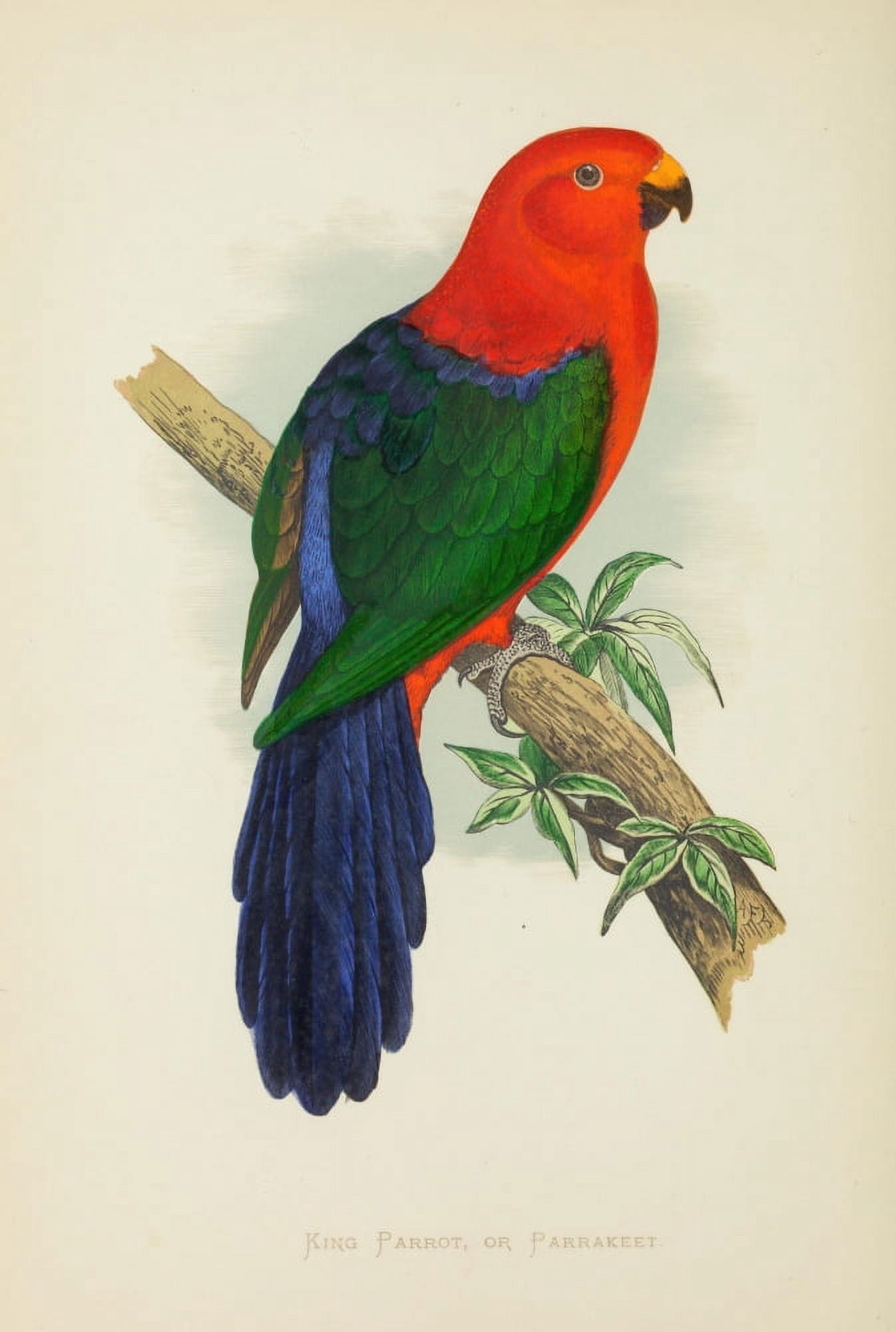 Parrots in Captivity 1884 King Parrot or Parakeet Canvas Art - AF Lydon (18 x 24)