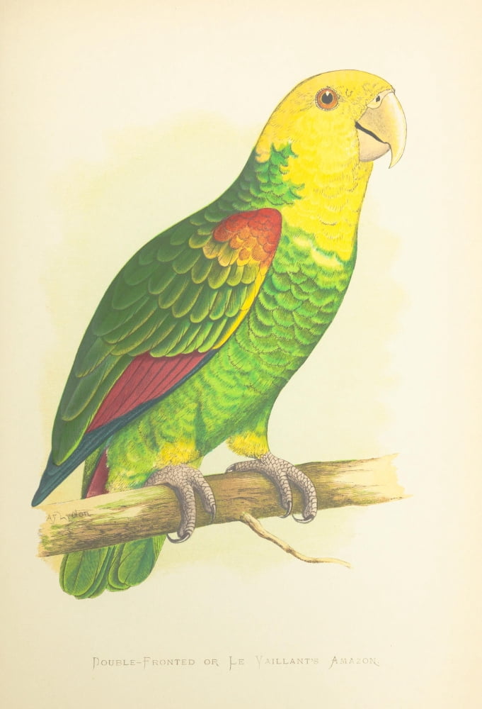 Parrots in Captivity 1884 Le Vaillants Amazon Canvas Art - AF Lydon (18 x 24)